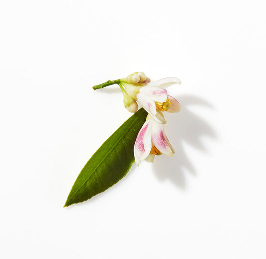 Ingredient Spotlight: Neroli