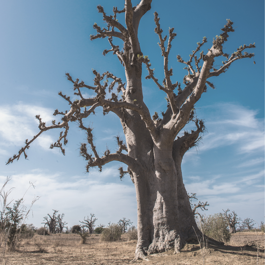 Our Secret Ingredient: Acacia Senegal Gum